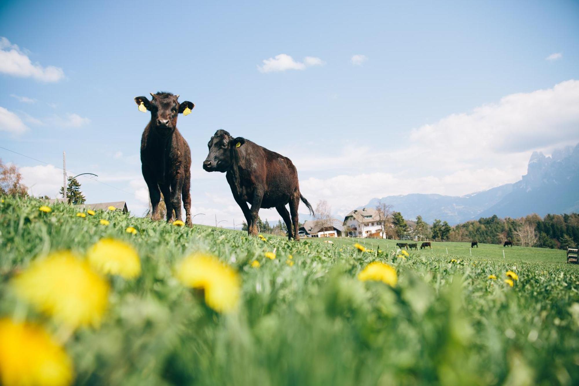 Alpin Farm Linde - Oberweidacherhof Коллальбо Экстерьер фото